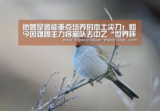 他曾是鲁能重点培养的本土尖刀!如今因难踢主力将离队去中乙“世界杯足球直播”(图2) 世界杯足球直播