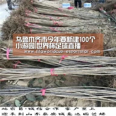 世界杯足球直播